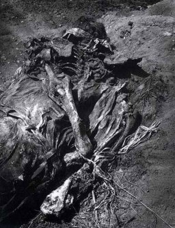 14562154294_9d755778fe_o