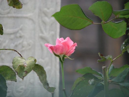 313813823_fbb36e8e6b_o